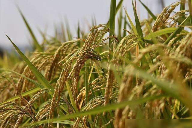 远志北方种植冻土环境下的突破之路