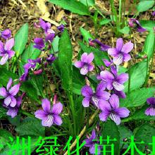 红花葱兰的药用价值