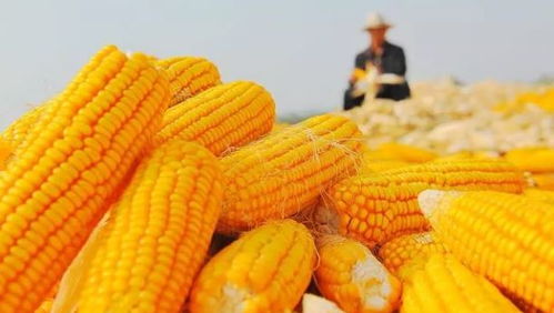 聊城玉米价格多少钱一斤？山东今天玉米价格是多少元每斤？