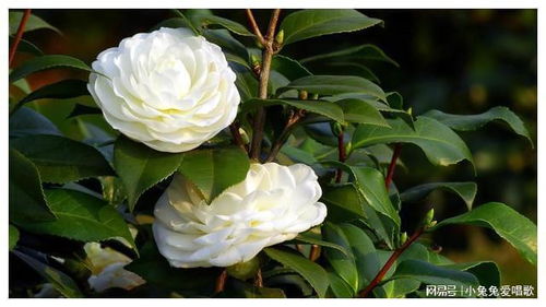 山茶花的养护与管理