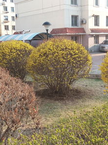 树种多样性展现