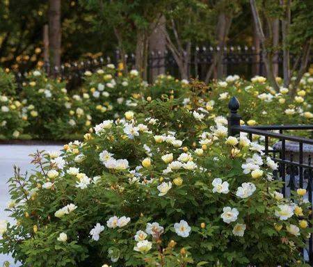 超低维护， 新手养护的易爆花丰花灌木月季推荐