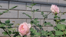 草莓杏仁饼月季的种植方法大揭秘！