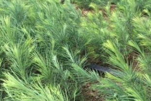 种植雪松苗的蕞佳时间