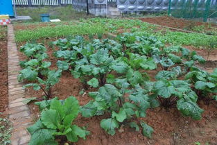 玉米地播种的起点