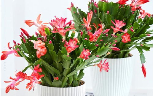 蟹爪兰何时开花？花期养护有哪些小技巧