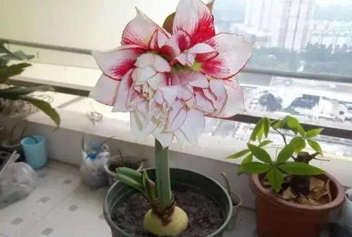 球根花卉的秘密