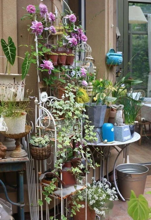 阳台养花新手， 草本花卉的多样世界