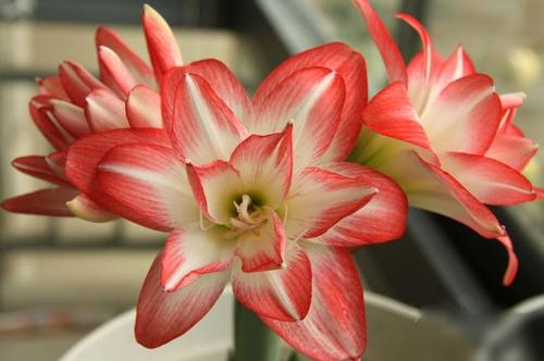 碧玉簪花室内养护小攻略