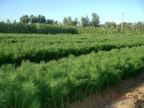 油松树苗与松木价格大揭秘