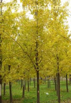 枫香树种植技术分享