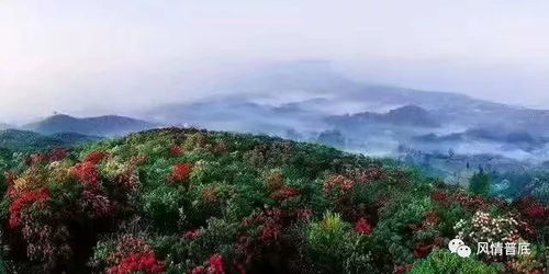 一、 贵州景区的花期，总是让人错过