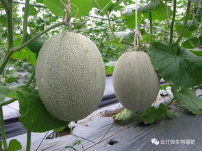 哈密瓜在哪些地区种植最适宜？如何掌握其种植与管理关键技术