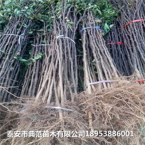 花椒苗价格行情大揭秘：2020年花椒苗大概多少钱一棵？