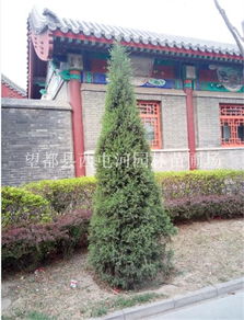 探秘望dou塔桧：古老的历史背景
