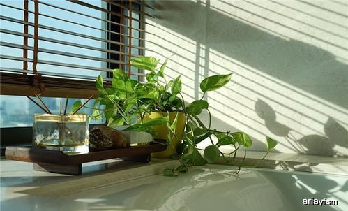 适合冬季水培的绿植