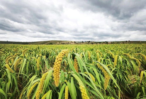 海牛甜高粱：高产之选