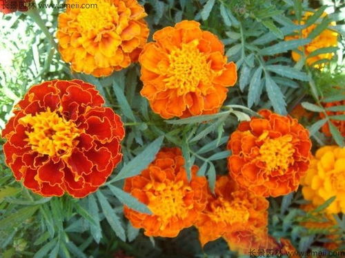 孔雀草的耐寒性