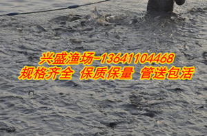 揭秘鲤鱼品种大全：一斤多少钱？渔业市场动态速递！