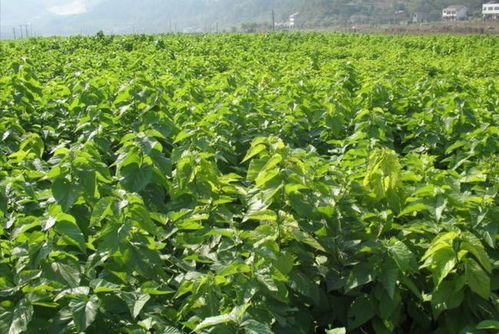 怎么辨认真耐寒货？三招告诉你