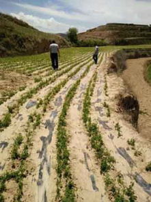 去年潍坊大棚户老王用物联网监控， 精准控温到±1℃，硬是把出苗时间压缩到9天。但要注意，补光超过14小时反而抑制发芽。