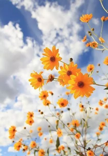 菊花冬天室外怎么过冬？如何安全度过寒冷冬季