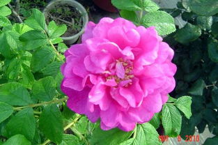 水分管理：合理安排浇水， 避免过干或过湿