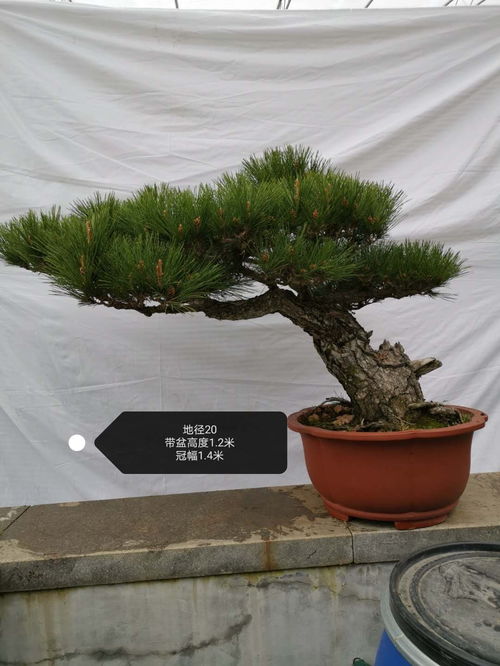 造型黑松的美丽与价值