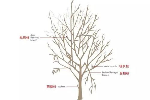 什么是观赏灌木修剪规范？