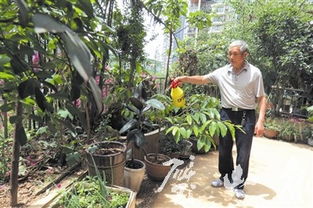 种花草的黄金时间之谜