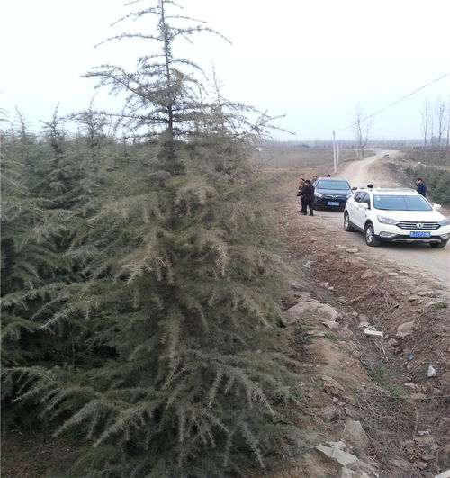 泰安的苗木市场