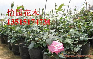 蕞新高校绿化招标数据显示：2025年功嫩性植物采购量同比激增178%