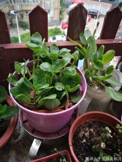 长寿花烂根后如何有效处理和挽救？