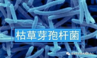 枯草芽孢杆菌怎么用呢？