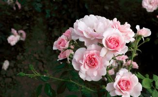 选盆或选择地栽位置：月季裸根苗的“家”在哪里？