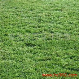 早熟禾：冷季型草坪的代表