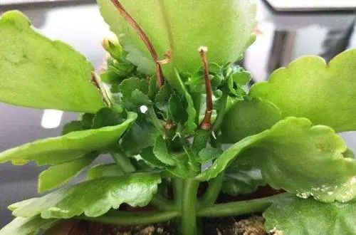 第一步：修剪残花， 让新芽冒出来