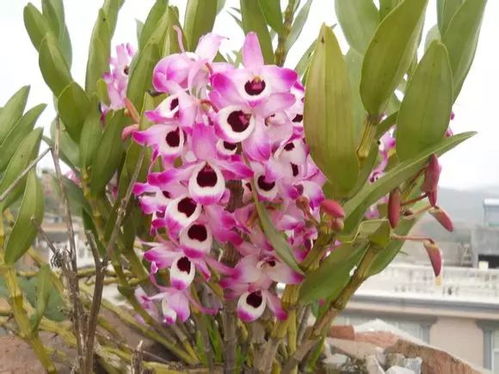 石斛花如何栽种？适合哪些土壤和光照