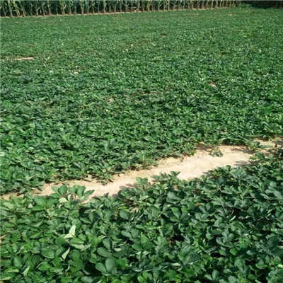 陕北气候下的园艺植物种植攻略