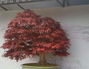 枫树苗的成长环境