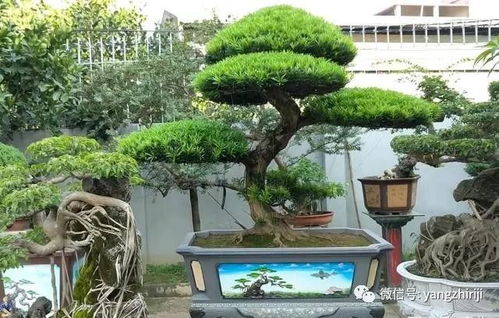 黄杨品种选择指南