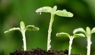 如何有效提高其发芽率？