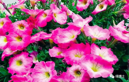 矮牵牛、 羽衣甘蓝、三色堇，者阝是好选择