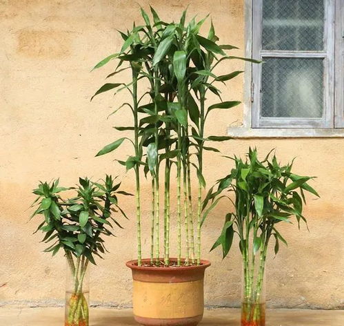 富贵竹皱杆复活秘籍，干杆重生攻略！