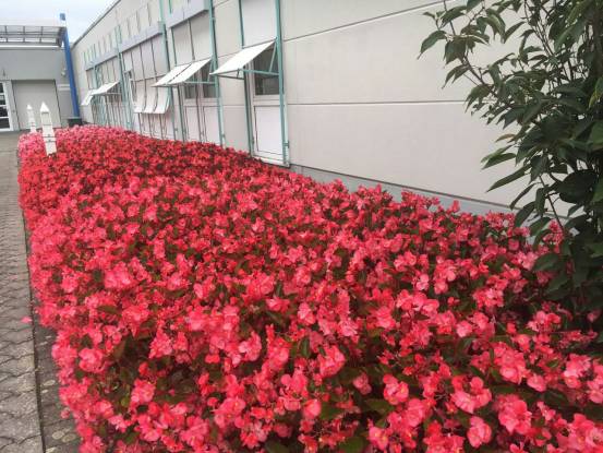 夏天不宜种植的红色花卉