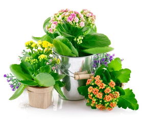 不同高度花盆的植物选择（续）