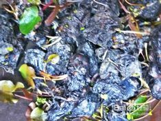 睡莲种植， 地点不同方法各异