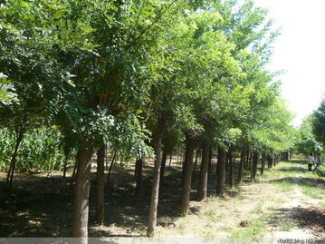 百年国槐价值巨大