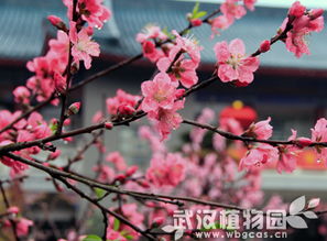 桃花的花语是爱情，它寓意着什么美好情感