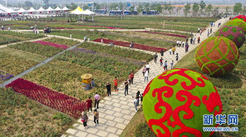 月季花儿开了阜阳热闹非凡